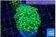 Euphyllia yaeyamaensis green 5-7 cm WYSIWYG acclimaté