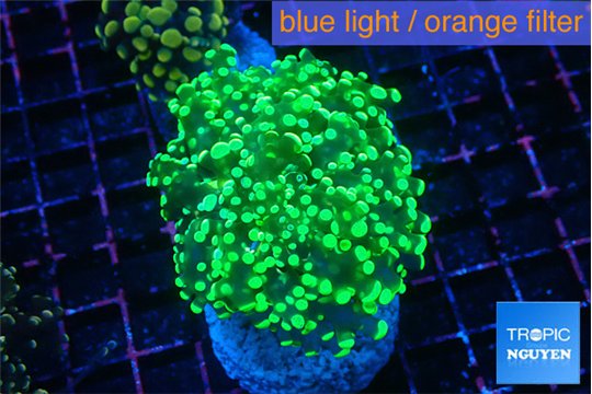 Euphyllia yaeyamaensis green 5-7 cm WYSIWYG acclimaté