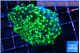 Euphyllia yaeyamaensis green 4-6 cm WYSIWYG acclimaté