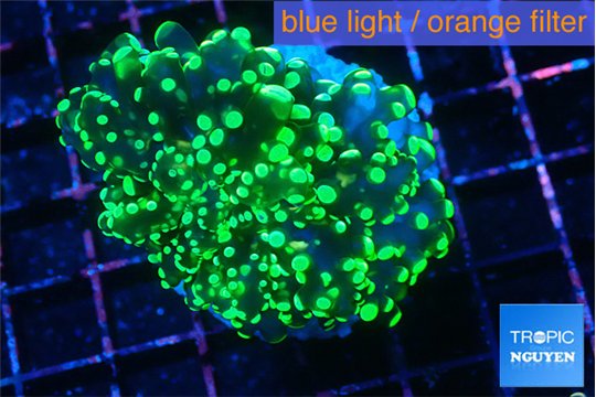 Euphyllia yaeyamaensis green 4-6 cm WYSIWYG acclimaté