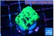 Favia reverse green 3 cm WYSIWYG acclimaté