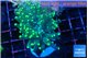 Euphyllia parancora glow tip 3-5 cm WYSIWYG acclimaté