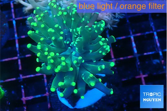 Euphyllia parancora glow tip 3-5 cm WYSIWYG acclimaté