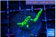 Anacropora green 3-4 cm WYSIWYG acclimaté