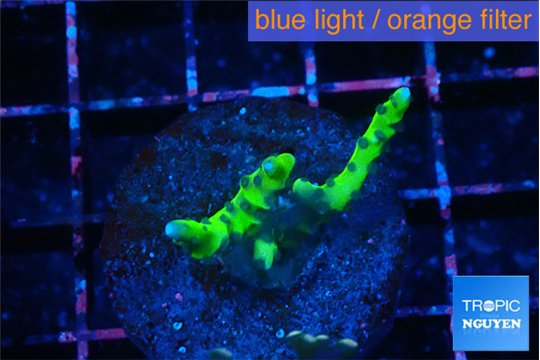 Anacropora green 3-4 cm WYSIWYG acclimaté