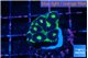 Favia green dragon 3 cm WYSIWYG acclimaté