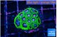 Favia space monkey 3-4 cm WYSIWYG acclimaté