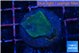 Montipora green & purple blue polyps 3 cm WYSIWYG acclimaté