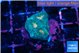 Favia green marble 2-3 cm WYSIWYG acclimaté