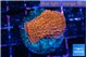 Montipora death spiral 3-4 cm WYSIWYG acclimaté