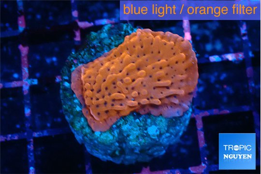 Montipora death spiral 3-4 cm WYSIWYG acclimaté