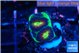 Favia green dragon soul 3 cm WYSIWYG acclimaté