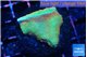 Montipora red fire forest 3-4 cm WYSIWYG acclimaté