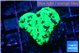 Favia reverse green 3-4 cm WYSIWYG acclimaté