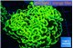 Euphyllia ancora gold 7-11 cm WYSIWYG acclimaté