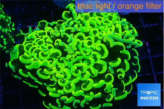 Euphyllia ancora gold 7-11 cm WYSIWYG acclimaté
