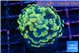 Euphyllia Paraancora golden banana 3-6 cm WYSIWYG acclimaté