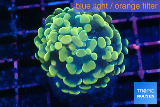 Euphyllia Paraancora golden banana 3-6 cm WYSIWYG acclimaté