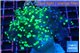 Euphyllia yaeyamaensis reverse purple green 5-7 cm WYSIWYG acclimaté
