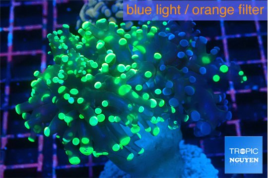 Euphyllia yaeyamaensis reverse purple green 5-7 cm WYSIWYG acclimaté