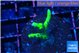 Anacropora green 2-3 cm WYSIWYG acclimaté