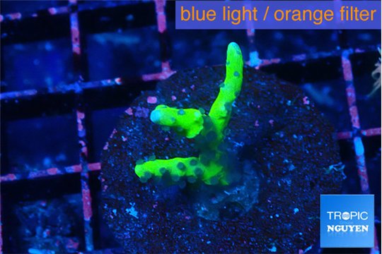 Anacropora green 2-3 cm WYSIWYG acclimaté