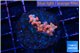 Cyphastrea cherry 2-3 cm WYSIWYG acclimaté
