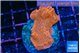 Montipora death spiral 3-4 cm WYSIWYG acclimaté