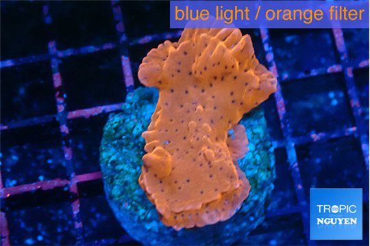 Montipora death spiral 3-4 cm WYSIWYG acclimaté