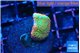 Montipora red fire forest 2-3 cm WYSIWYG acclimaté