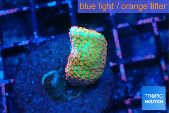 Montipora red fire forest 2-3 cm WYSIWYG acclimaté