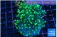 Euphyllia yaeyamaensis green 4-6 cm WYSIWYG acclimaté