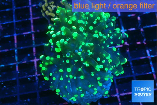 Euphyllia yaeyamaensis green 4-6 cm WYSIWYG acclimaté
