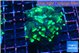 Euphyllia parancora glow tip 3-5 cm WYSIWYG acclimaté