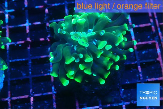 Euphyllia parancora glow tip 3-5 cm WYSIWYG acclimaté