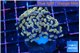 Euphyllia parancora ivory 4-7 cm WYSIWYG acclimaté