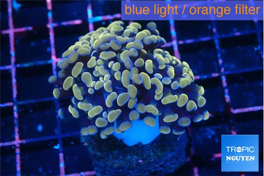 Euphyllia parancora ivory 4-7 cm WYSIWYG acclimaté