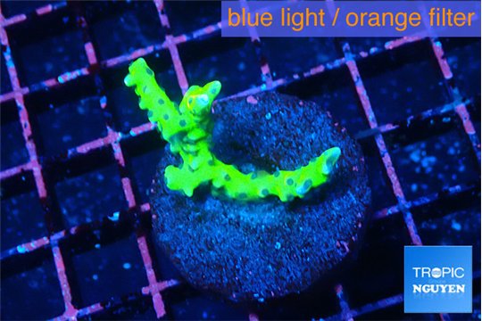 Anacropora green 3-4 cm WYSIWYG acclimaté