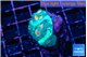 Favia green marble 2-3 cm WYSIWYG acclimaté