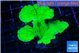 Montipora green cap 4-6 cm WYSIWYG acclimaté