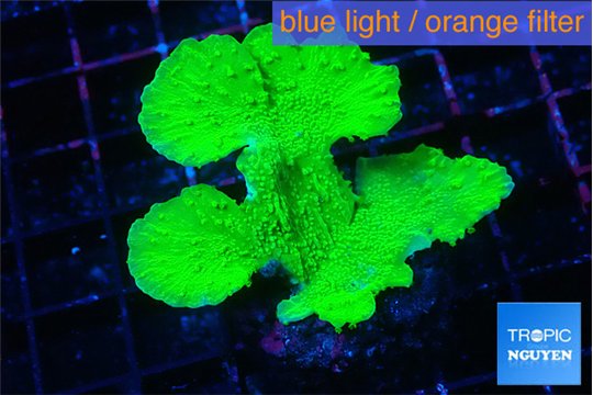 Montipora green cap 4-6 cm WYSIWYG acclimaté