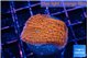 Montipora death spiral 3-4 cm WYSIWYG acclimaté