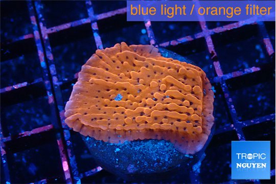 Montipora death spiral 3-4 cm WYSIWYG acclimaté