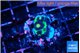 Favia green dragon 2 cm WYSIWYG acclimaté