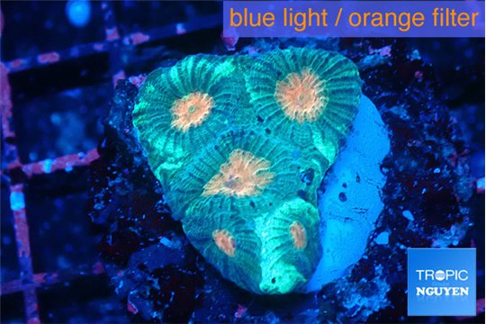 Favia orange green 3-4 cm WYSIWYG acclimaté