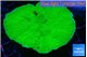 Montipora green cap 5-7 cm WYSIWYG acclimaté