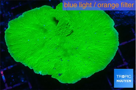 Montipora green cap 5-7 cm WYSIWYG acclimaté