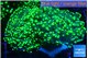Euphyllia yaeyamaensis green 6-8 cm WYSIWYG acclimaté