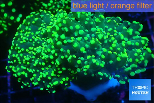 Euphyllia yaeyamaensis green 6-8 cm WYSIWYG acclimaté