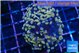 Euphyllia parancora ivory 4-7 cm WYSIWYG acclimaté